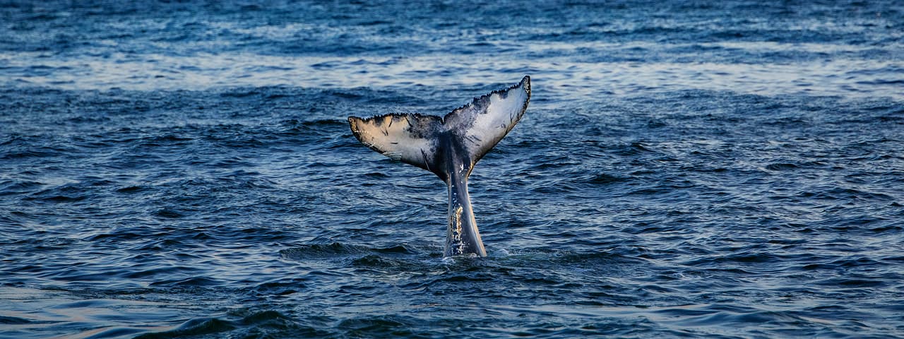 A whale’s tail fin rises out of the blue ocean water, partially submerged, with ripples surrounding it under a cloudy sky.